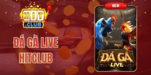 Đá Gà Live Hitclub - Cược Trực Tuyến Chiến Kê So Tài 
